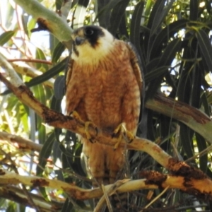 Falco longipennis at Kambah, ACT - 7 Oct 2021