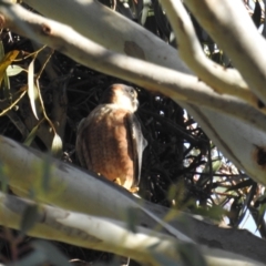 Falco longipennis at Kambah, ACT - 7 Oct 2021