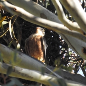 Falco longipennis at Kambah, ACT - 7 Oct 2021