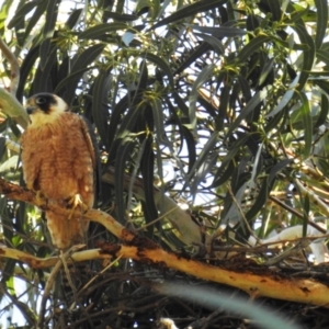 Falco longipennis at Kambah, ACT - 7 Oct 2021