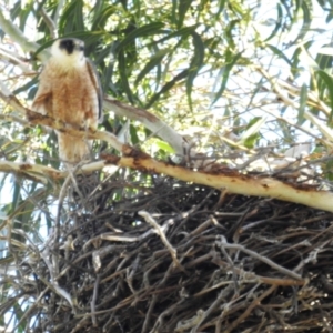 Falco longipennis at Kambah, ACT - 7 Oct 2021