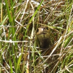 Pseudonaja textilis (Eastern Brown Snake) at Stromlo, ACT - 4 Oct 2021 by HelenCross