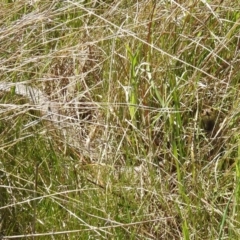 Pseudonaja textilis at Stromlo, ACT - 4 Oct 2021