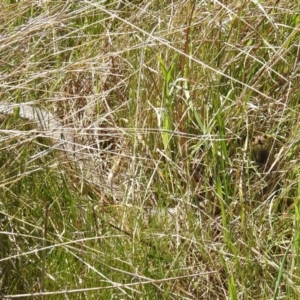 Pseudonaja textilis at Stromlo, ACT - 4 Oct 2021