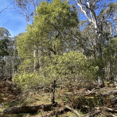 Acacia melanoxylon (Blackwood) at Steeple Flat, NSW - 7 Oct 2021 by SteveBorkowskis