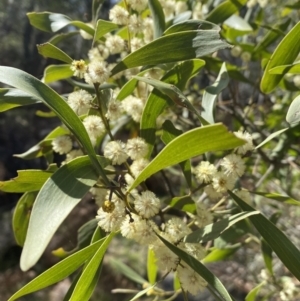 Acacia melanoxylon at Steeple Flat, NSW - 7 Oct 2021