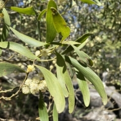 Acacia melanoxylon at Steeple Flat, NSW - 7 Oct 2021