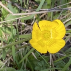 Ranunculus lappaceus (Australian Buttercup) at Steeple Flat, NSW - 7 Oct 2021 by SteveBorkowskis