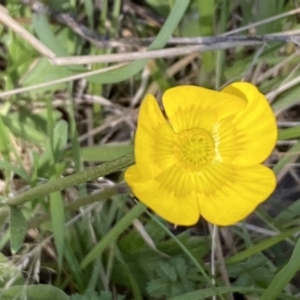 Ranunculus lappaceus at Steeple Flat, NSW - 7 Oct 2021