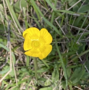 Ranunculus lappaceus at Steeple Flat, NSW - 7 Oct 2021 03:19 PM