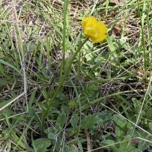 Ranunculus lappaceus at Steeple Flat, NSW - 7 Oct 2021