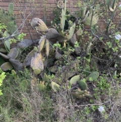 Opuntia ficus-indica (Indian Fig, Spineless Cactus) at O'Malley, ACT - 7 Oct 2021 by jgilbert49