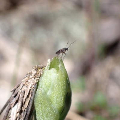 Cecidomyiidae (family) (Gall gnat) at Tuggeranong DC, ACT - 7 Oct 2021 by AnneG1