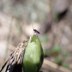 Cecidomyiidae (family) at Tuggeranong DC, ACT - suppressed