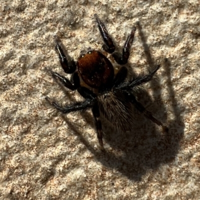 Maratus griseus (Jumping spider) at Murrumbateman, NSW - 7 Oct 2021 by SimoneC