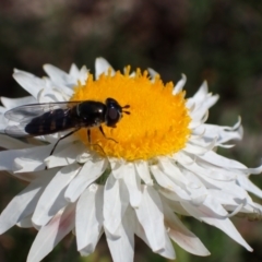 Syrphini sp. (tribe) (Unidentified syrphine hover fly) at Wanniassa Hill - 6 Oct 2021 by AnneG1