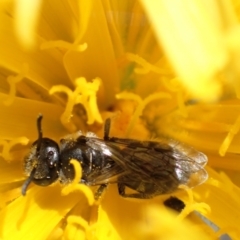 Lasioglossum (Chilalictus) lanarium (Halictid bee) at Tuggeranong DC, ACT - 6 Oct 2021 by AnneG1