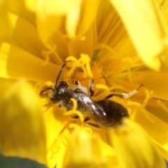 Lasioglossum (Chilalictus) lanarium at Tuggeranong DC, ACT - 7 Oct 2021