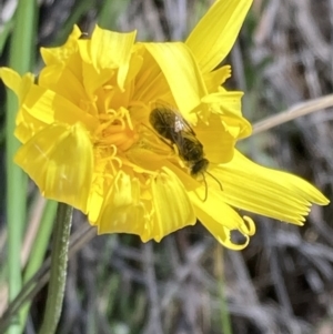 Lasioglossum (Chilalictus) lanarium at Tuggeranong DC, ACT - 7 Oct 2021