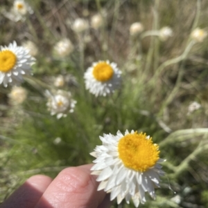 Leucochrysum albicans subsp. tricolor at Watson, ACT - 7 Oct 2021 04:02 PM