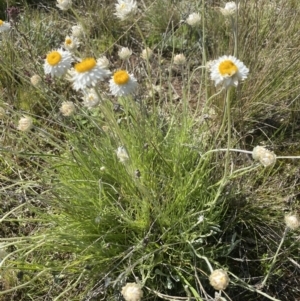 Leucochrysum albicans subsp. tricolor at Watson, ACT - 7 Oct 2021 04:02 PM