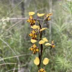 Diuris pardina (Leopard Doubletail) at Mount Majura - 5 Oct 2021 by rosiecooney