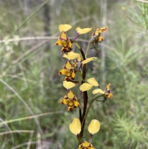 Diuris pardina at Hackett, ACT - suppressed