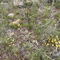 Diuris pardina at Hackett, ACT - suppressed