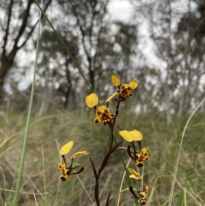 Diuris pardina at Hackett, ACT - suppressed