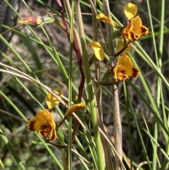 Diuris semilunulata (Late Leopard Orchid) at Jerrabomberra, ACT - 7 Oct 2021 by AnneG1