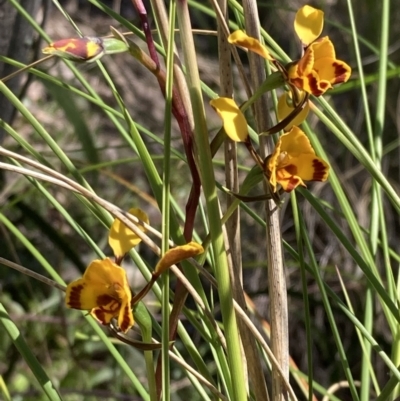 Diuris semilunulata (Late Leopard Orchid) at Jerrabomberra, ACT - 7 Oct 2021 by AnneG1