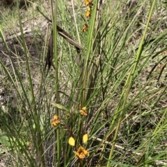 Diuris semilunulata at Jerrabomberra, ACT - 7 Oct 2021