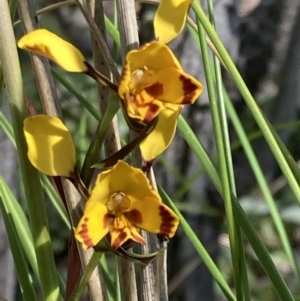 Diuris semilunulata at Jerrabomberra, ACT - 7 Oct 2021