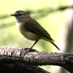 Acanthiza chrysorrhoa (Yellow-rumped Thornbill) at Albury - 6 Oct 2021 by PaulF