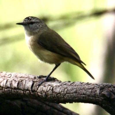 Acanthiza chrysorrhoa (Yellow-rumped Thornbill) at Bells TSR - 6 Oct 2021 by PaulF
