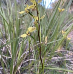 Diuris sp. (hybrid) (Hybrid Donkey Orchid) at Black Mountain - 7 Oct 2021 by PennyD