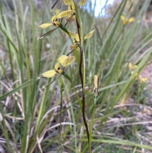 Diuris sp. (hybrid) at Bruce, ACT - suppressed