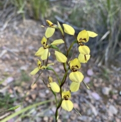 Diuris sp. (hybrid) at Bruce, ACT - 7 Oct 2021