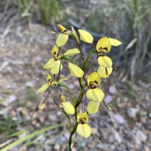 Diuris sp. (hybrid) at Bruce, ACT - suppressed