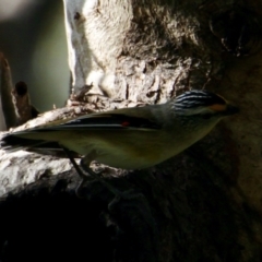 Pardalotus striatus (Striated Pardalote) at Table Top, NSW - 6 Oct 2021 by PaulF