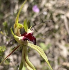 Caladenia atrovespa (Green-comb Spider Orchid) at Tuggeranong DC, ACT - 7 Oct 2021 by AnneG1