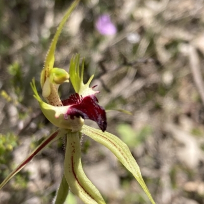 Caladenia atrovespa (Green-comb Spider Orchid) at Tuggeranong DC, ACT - 7 Oct 2021 by AnneG1