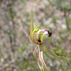 Caladenia atrovespa at Tuggeranong DC, ACT - suppressed