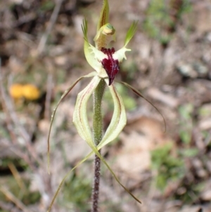 Caladenia atrovespa at Tuggeranong DC, ACT - suppressed