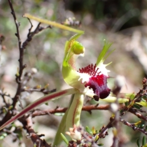 Caladenia atrovespa at Tuggeranong DC, ACT - suppressed