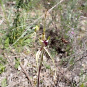 Caladenia atrovespa at Tuggeranong DC, ACT - suppressed