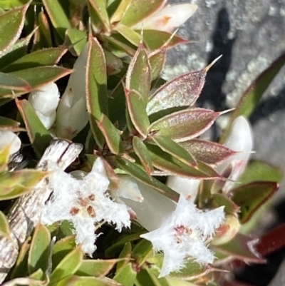 Styphelia nesophila (Sharp Beard-heath) at Booth, ACT - 6 Oct 2021 by RAllen