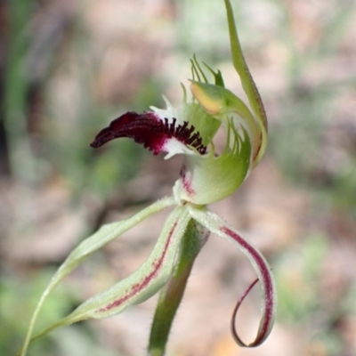 Caladenia atrovespa (Green-comb Spider Orchid) at Fadden, ACT - 7 Oct 2021 by AnneG1