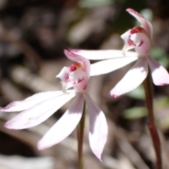 Caladenia fuscata (Dusky Fingers) at Tuggeranong DC, ACT - 7 Oct 2021 by AnneG1