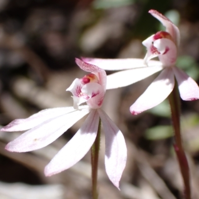 Caladenia fuscata (Dusky Fingers) at Wanniassa Hill - 7 Oct 2021 by AnneG1